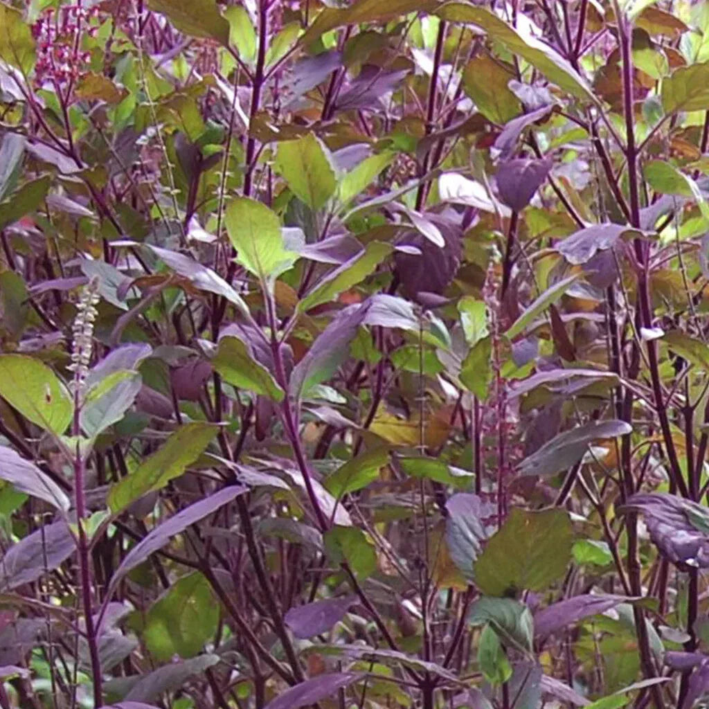 Red Leaf Holy Basil Seeds - Non-GMO Tulsi, Ocimum sanctum, Organic Herbal Seeds