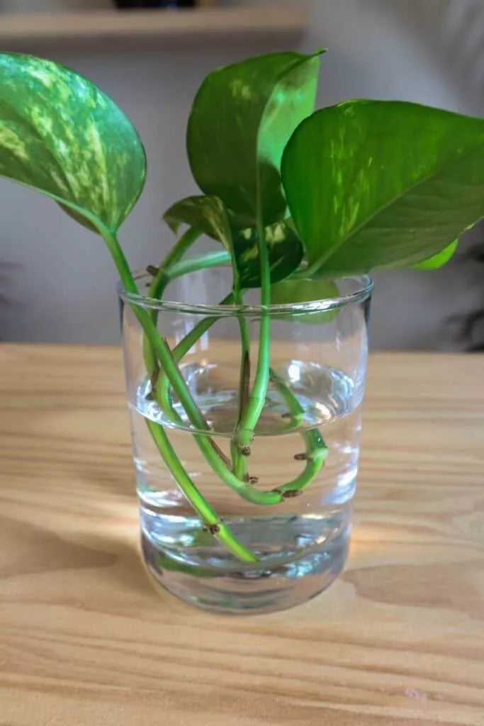Pothos Cuttings - 10 Unrooted Propagation Clippings - Epipremnum aureum - Air Purifying Indoor Plant