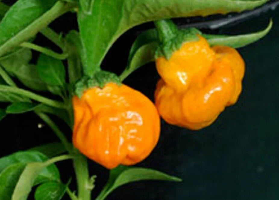 Super-Hot Orange Scotch Bonnet Pepper Seeds - 20 Pack, Capsicum chinense