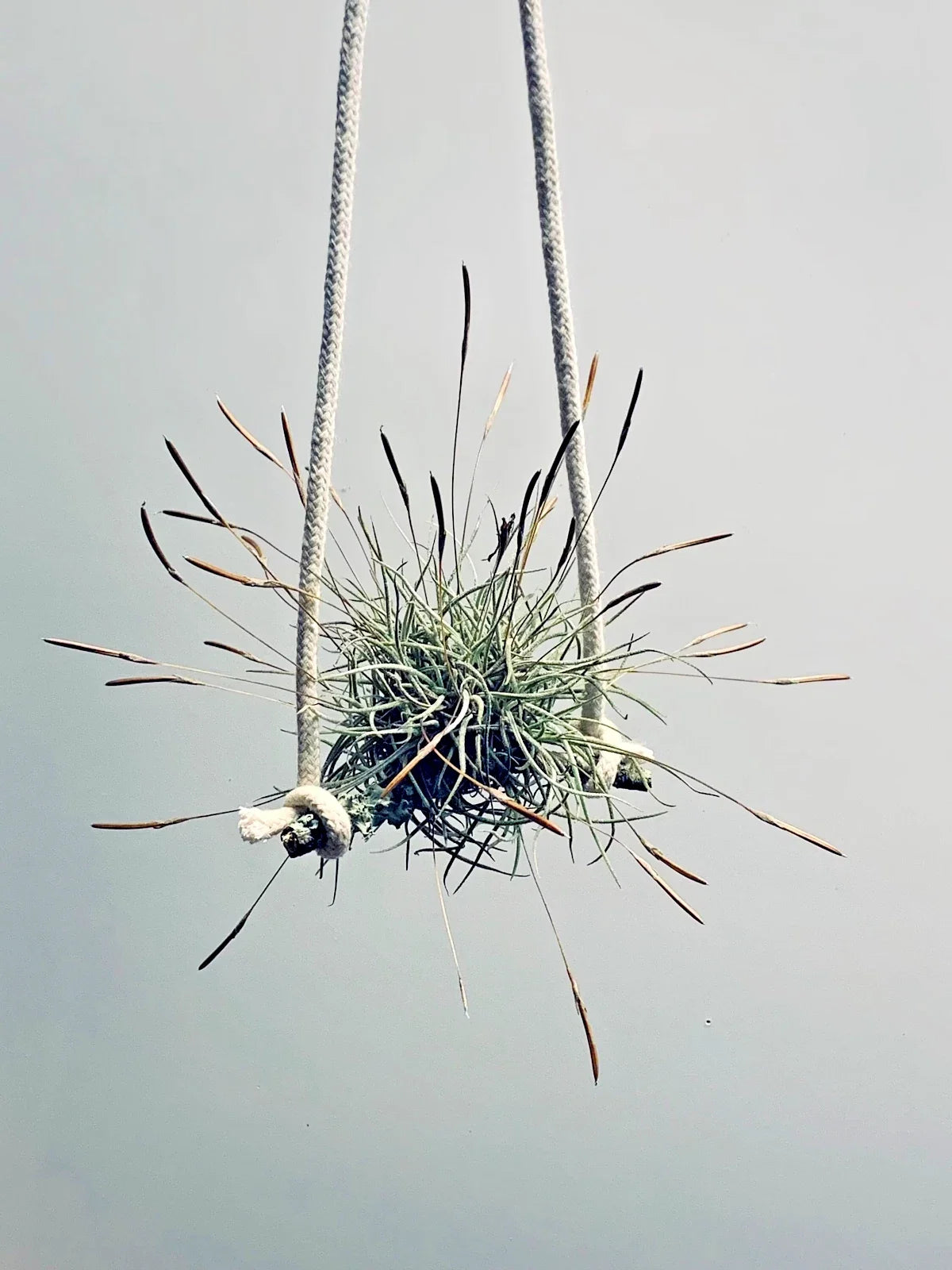 Air Plant Set of 4 - Tillandsia recurvata - Indoor Decor, Easy Care, Unique Epiphyte for Home or Office