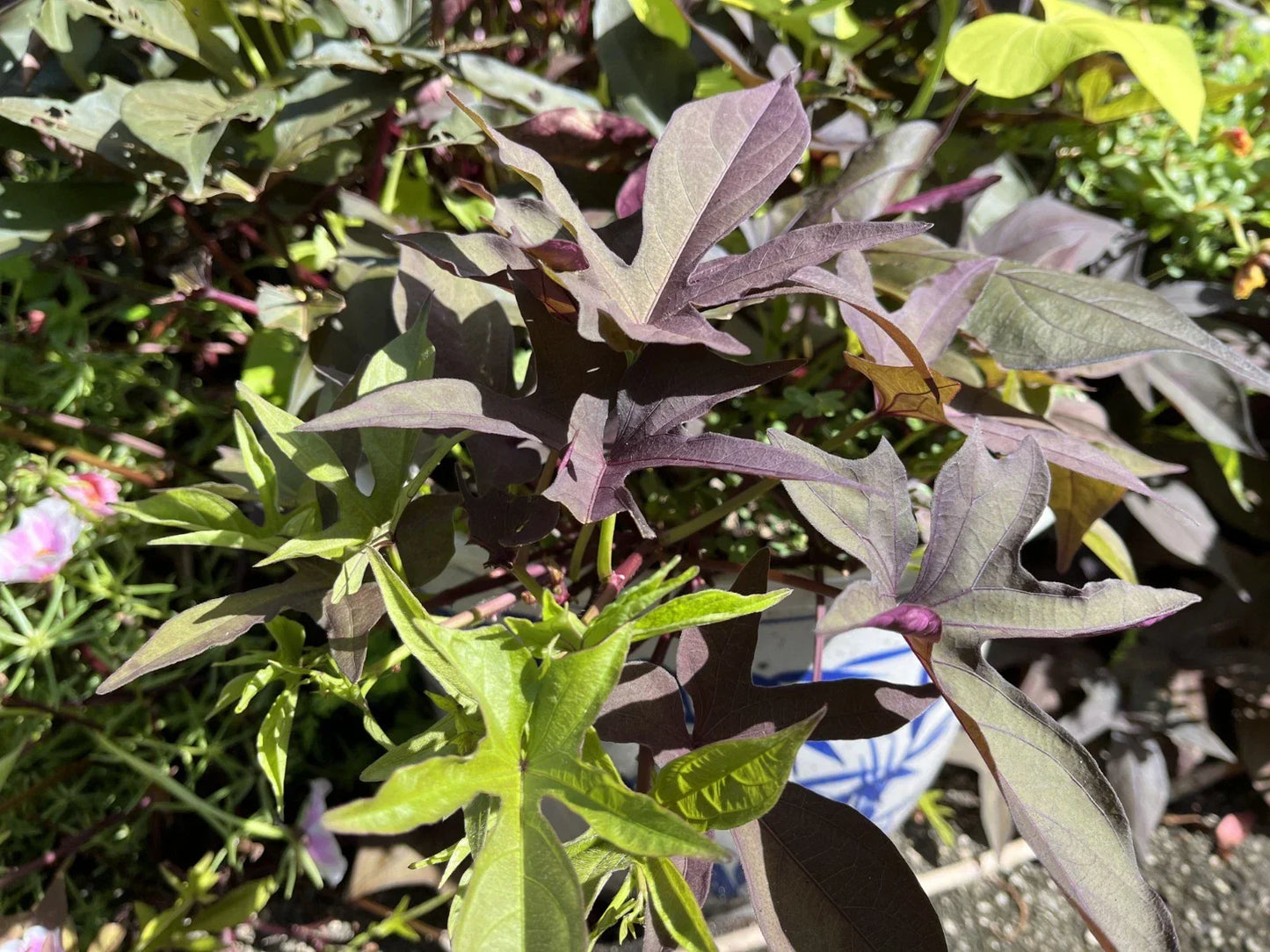 Sweet Potato Blackie Rooted Cuttings - Heirloom Ipomoea batatas for Pots and Beds