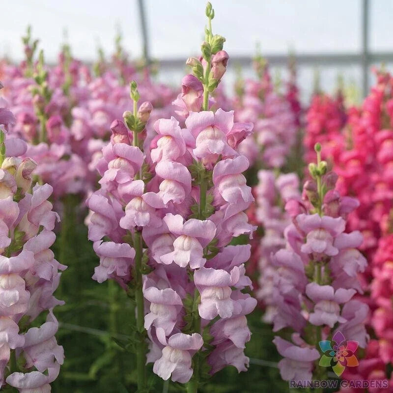 Lavender Snapdragon Seeds - 1000+ Count Maryland Antirrhinum majus for Borders & Containers - Free Shipping USA