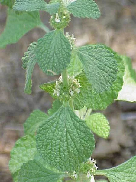 Horehound Herb Seed Pack - 100+ Fresh Seeds for Tea & Culinary Use