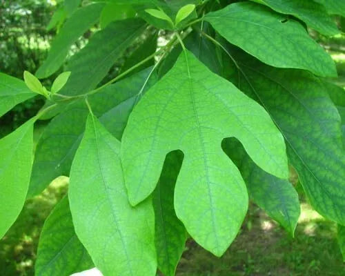 Sassafras Albidum Fresh Cuttings – Unrooted 10 Pack for Gardening & Propagation