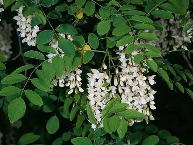 Black Locust Tree Seeds - 10 Pack | Fast Growing Hardy Robinia Pseudoacacia
