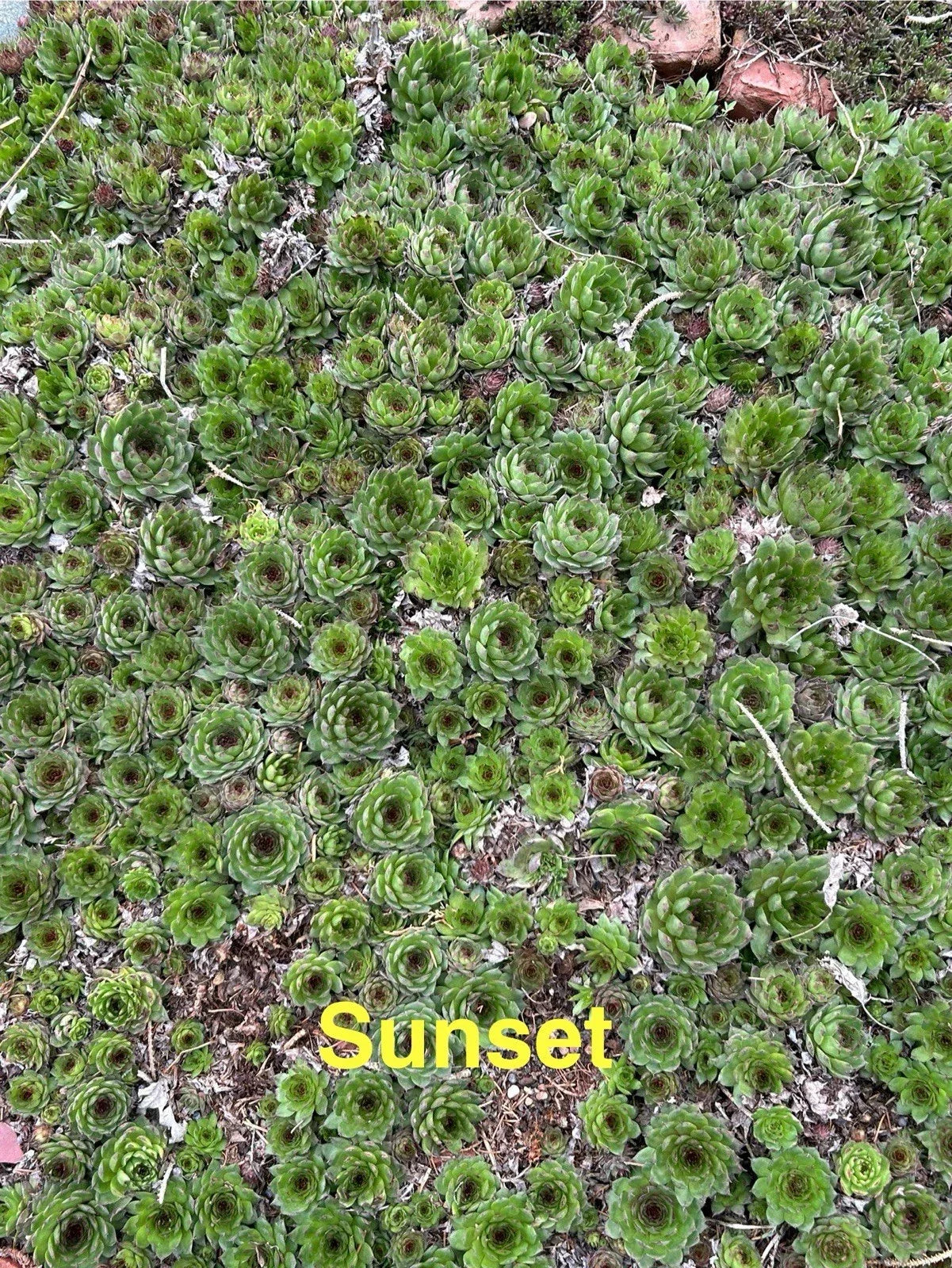 Sunset Hardy Hens and Chicks Succulents - 10 Live Sempervivum Plants for Zones 4-8