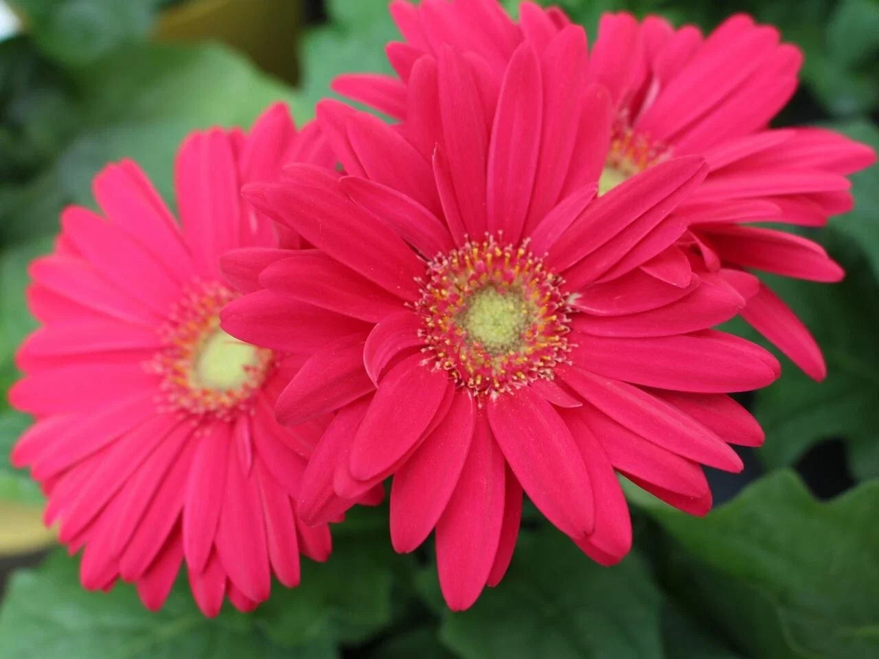 Gerbera Daisy Seeds - 200+ Magenta Flower Seeds for Garden Planting - Gerbera jamesonii, Bright Blooms, Easy to Grow