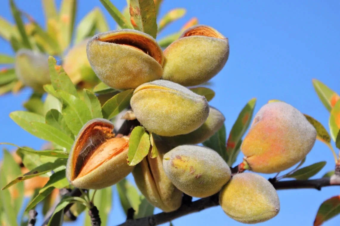 Almond Tree Seeds - Organic Prunus dulcis - Grow Nut Trees - Non-GMO Gardening Seeds