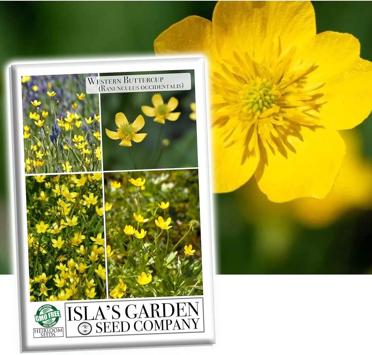 Western Buttercup Seeds, 1000+ Wildflower Seeds, Ranunculus occidentalis, Long Blooming Perennial Flower for Gardens