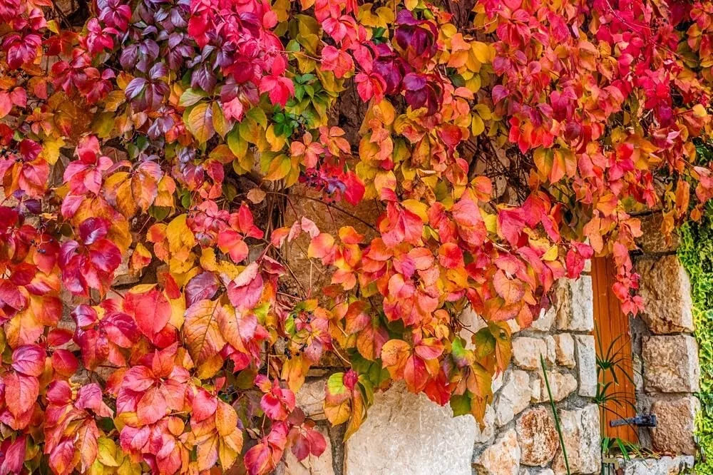 Virginia Creeper Live Vine Seedlings 1 Pack Parthenocissus quinquefolia for Garden, Fences, Walls