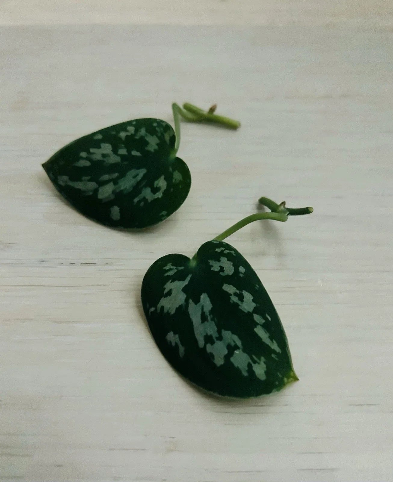 Satin Pothos Cuttings - Rooted Nodes for Propagation - Scindapsus pictus Live Plant Clippings