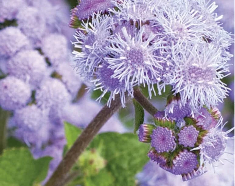 Blue Planet Ageratum Flower Seeds 1,000 Pack, Vibrant Blue, Ageratum houstonianum for Borders & Containers