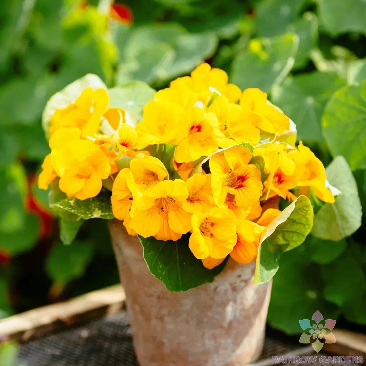 Alaska Gold Nasturtium Seeds - 50+ Tropaeolum majus Annual Flowers for Garden, Containers, Edible, Bright Yellow