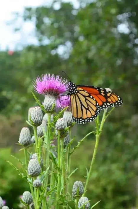 Swamp Thistle Seeds - 100 Pack - Native Cirsium muticum for Wetland Gardens and Pollinator Attracting