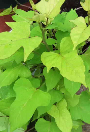 Sweet Caroline Morning Glory Plant - Lime Green Hybrid Ipomoea Batatas