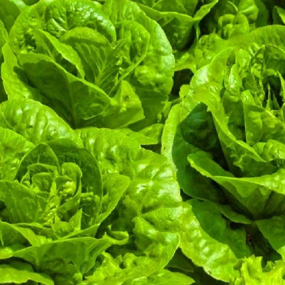 Tom Thumb Lettuce Seeds - NON-GMO Heirloom Organic Miniature Lettuce