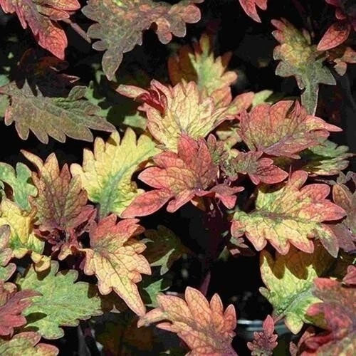 Coleus Live Rooted Starter Plant - Colorful Foliage - Indoor Garden - Solenostemon scutellarioides