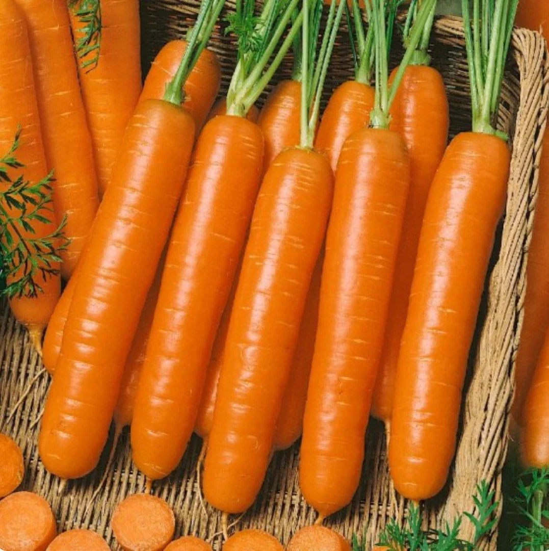Little Finger Baby Carrot Seeds - Non-GMO, 1,500 Seeds, Daucus carota, Compact Growth, Perfect for Home Gardens and Vegetable Gardens