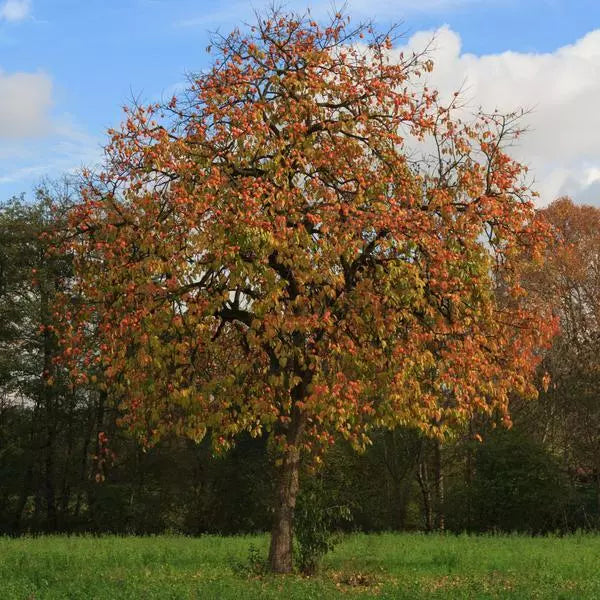 American Persimmon Tree Bare Root 12-18" Diospyros virginiana Zone 5-9 Hardy Fast Growing