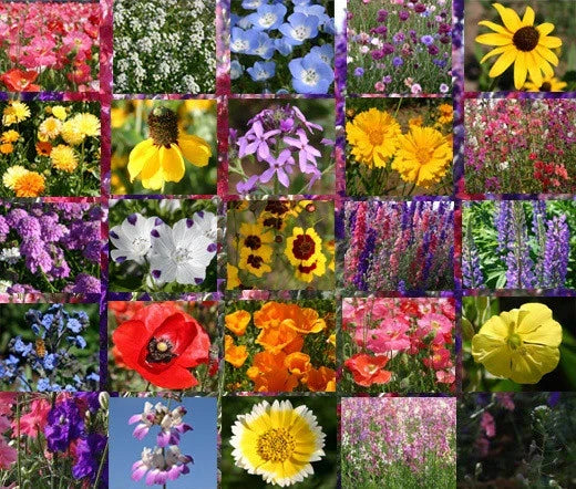 Early Bird Wildflower Mix Seeds - 1 Oz Bulk for Gardens & Pollinators