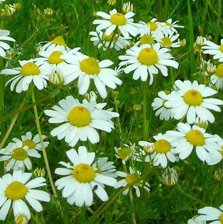 German Chamomile Seeds – Organic Annual Herb, Matricaria chamomilla, 4000+ Seeds for Garden, Tea & Herbal Remedies