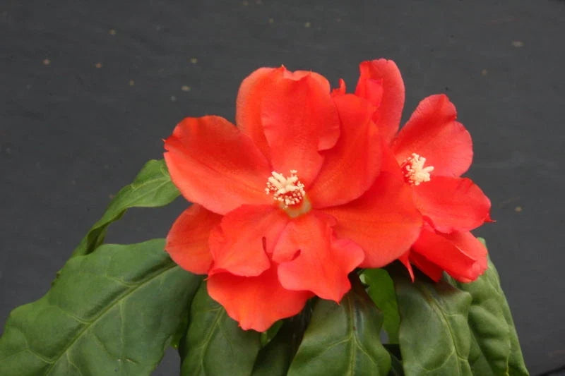 Rare Pereskia bleo Cactus Plant in 4" Pot, Abrojo Rodocactus Succulent, Unique Houseplant for Cactus Collection