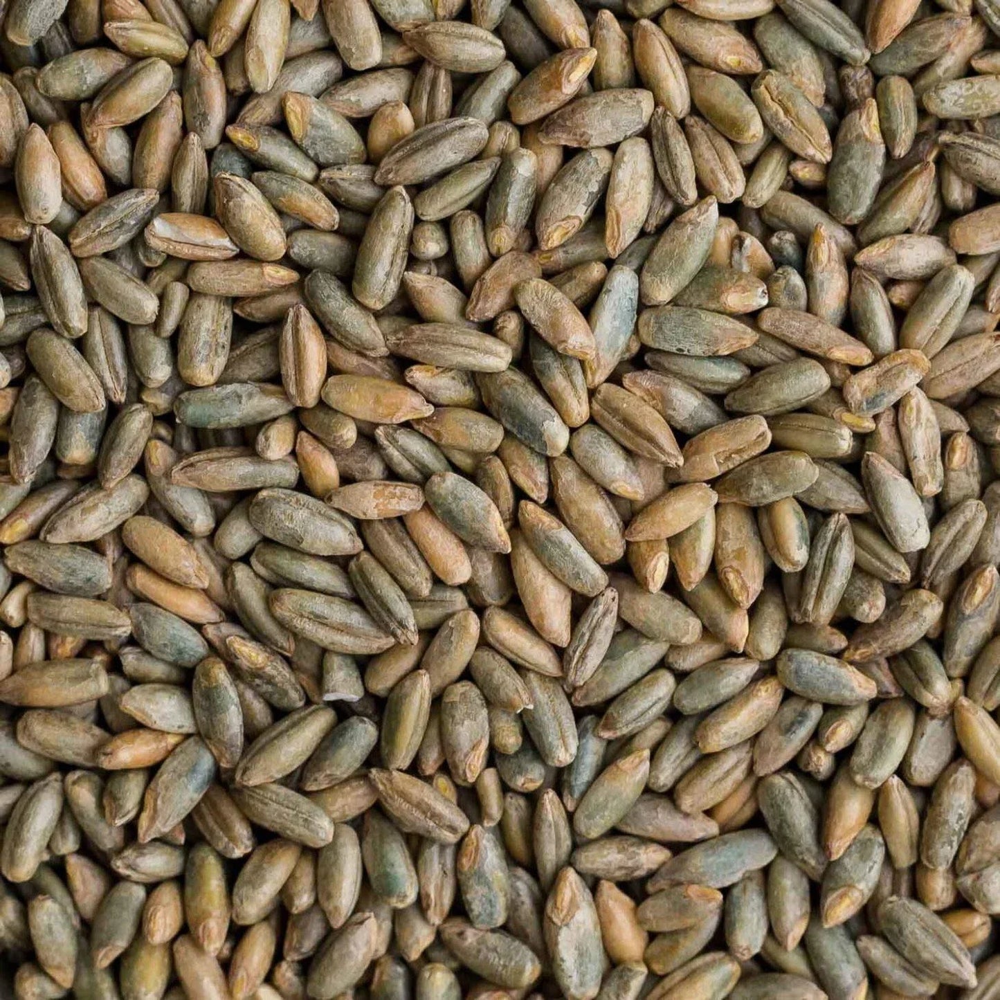 Rye Berries 4 Pounds | Whole Non-GMO Rye Grain for Baking | Secale cereale Bulk Dry Grain