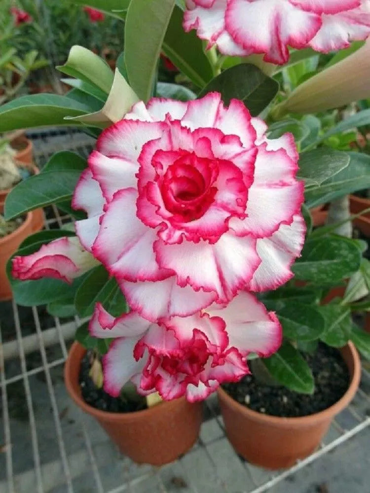 Double Red White Desert Rose Seeds - 4 Adenium Obesum Perennial Flower Seeds