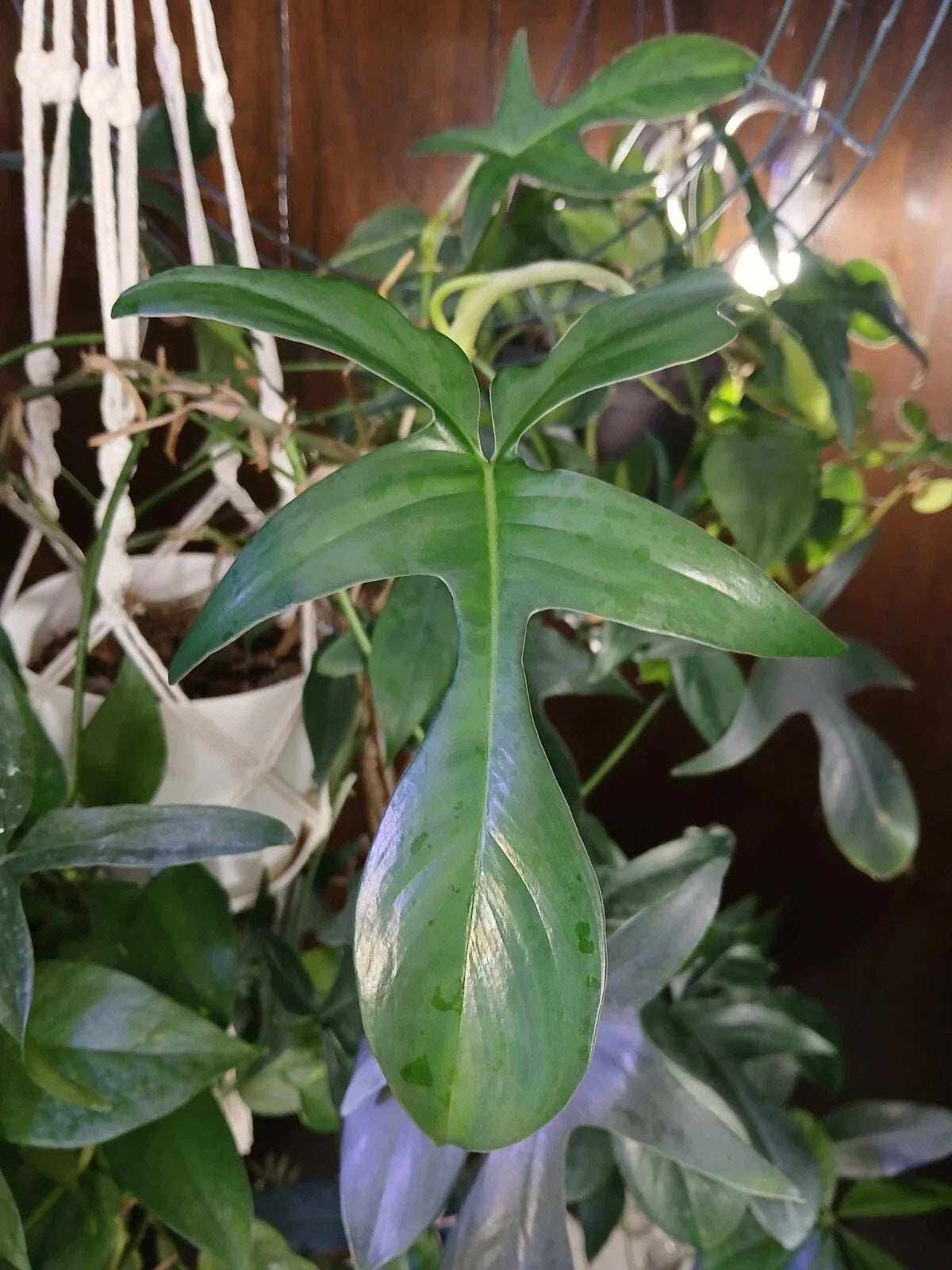 Philodendron Glad Hands Houseplant - Exotic Green Foliage - Hand-Shaped Leaves - Philodendron bipinnatifidum