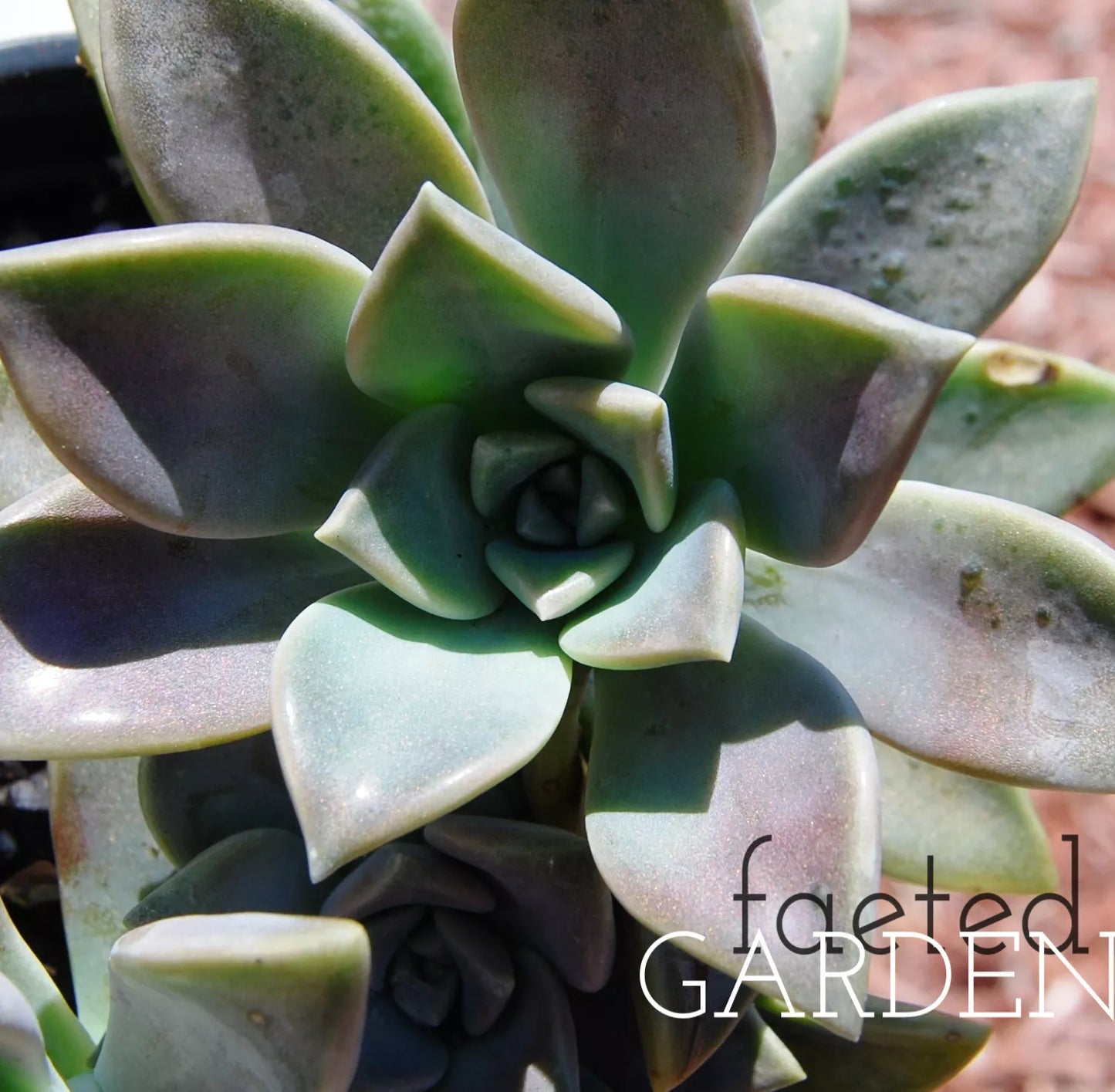 Ghost Plant Succulent 2" Pot | Graptopetalum Pentandrum Superbum Flowering Variety