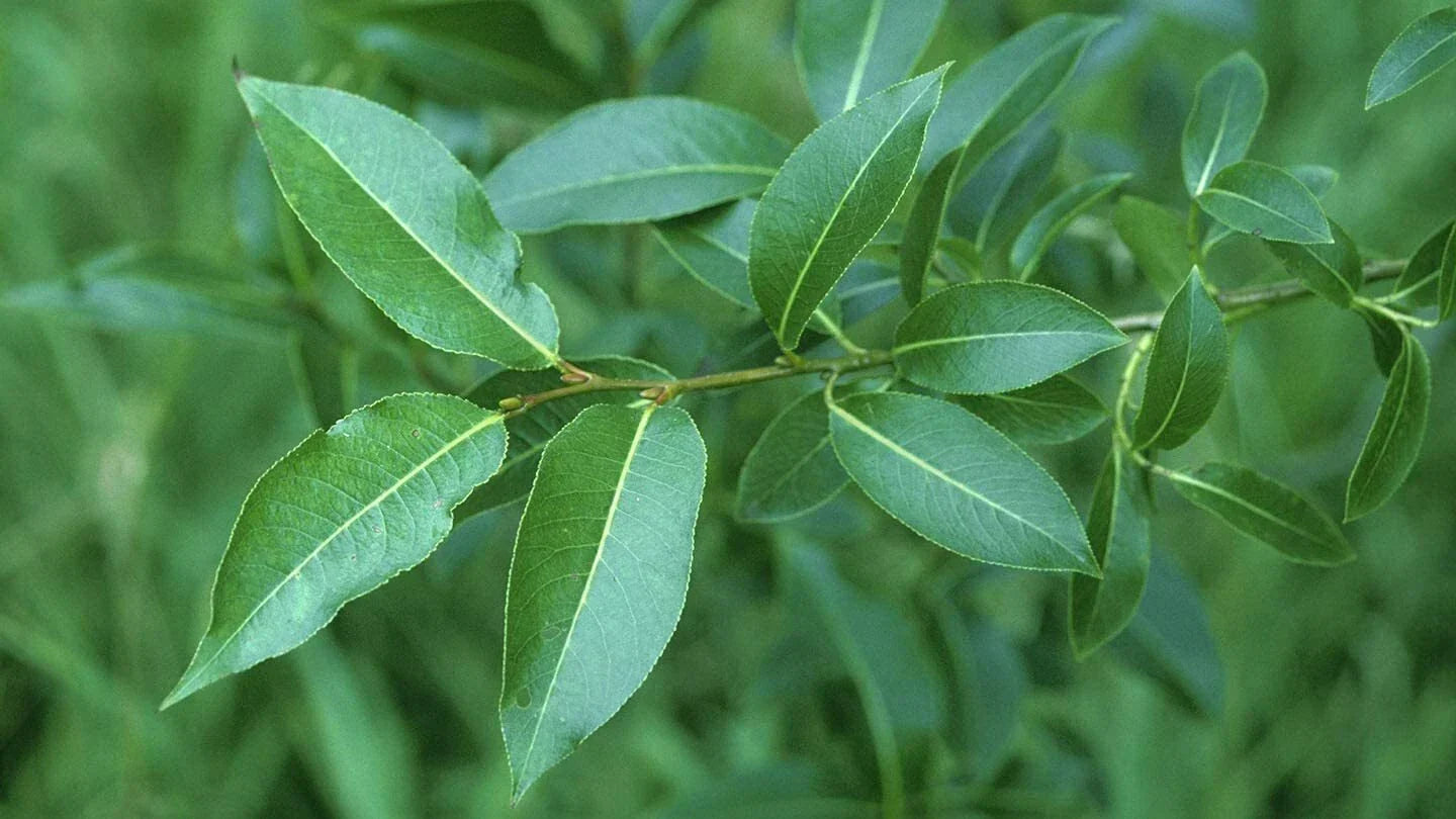 Bay Leaf Willow Cuttings - 4 Pack - Salix pentandra Rare Tree Propagation