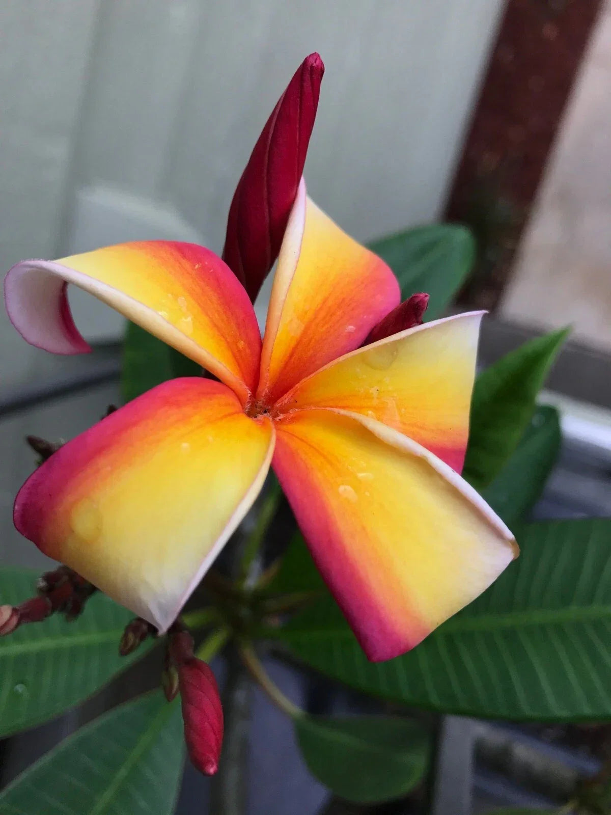 Fresh Plumeria Cutting 12” - Healthy Tropical Flowering Plant for Garden & Containers