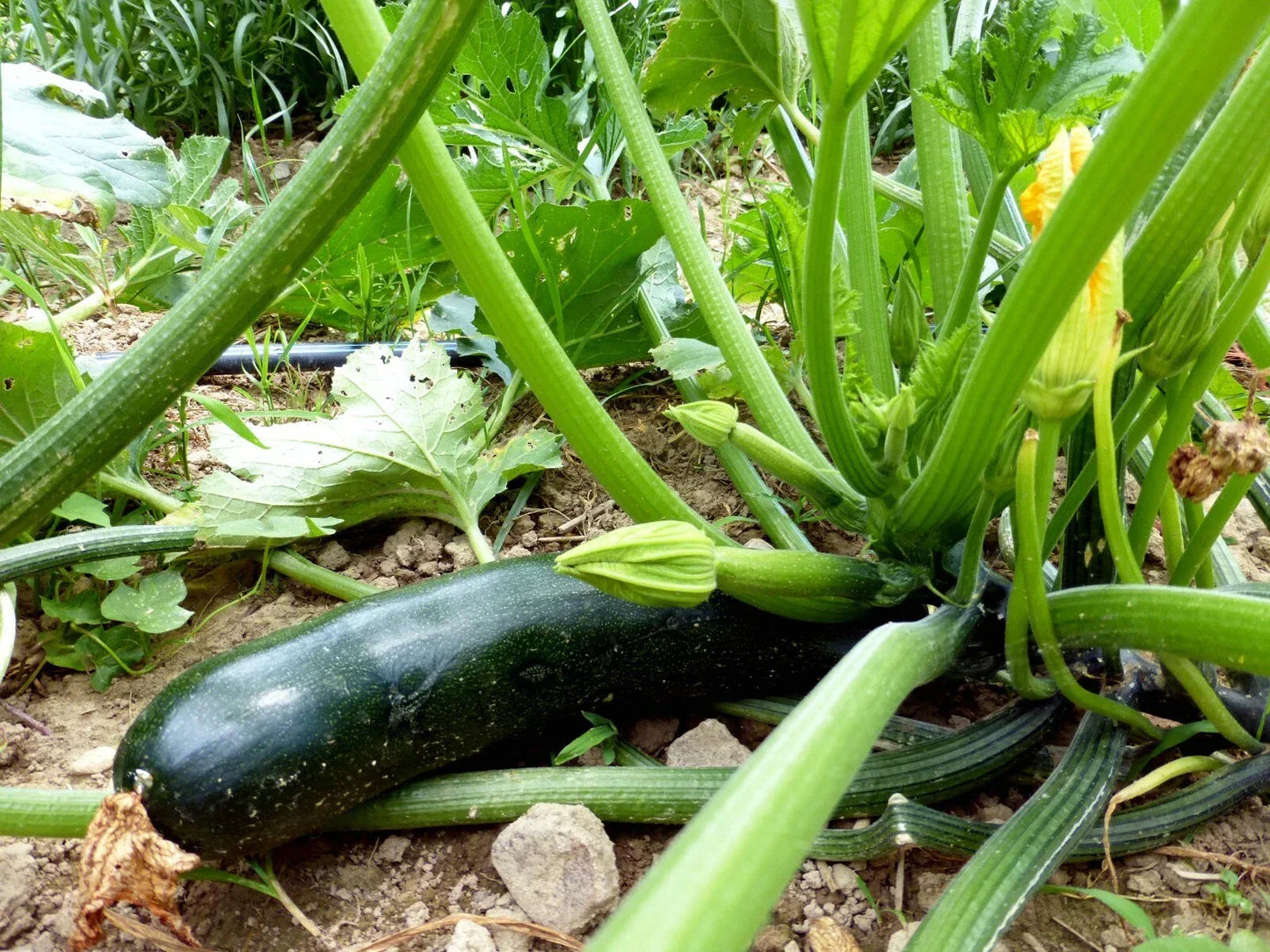 Black Beauty Zucchini Seeds 1 Ounce Non-GMO Summer Squash Cucurbita pepo