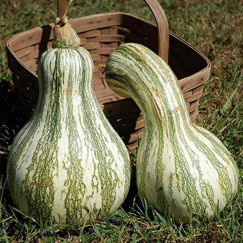 Cushaw Green Striped Pumpkin Seeds – Heirloom Organic Non-GMO Cucurbita mixta, Vining, Full Sun, Pack of 25 Seeds