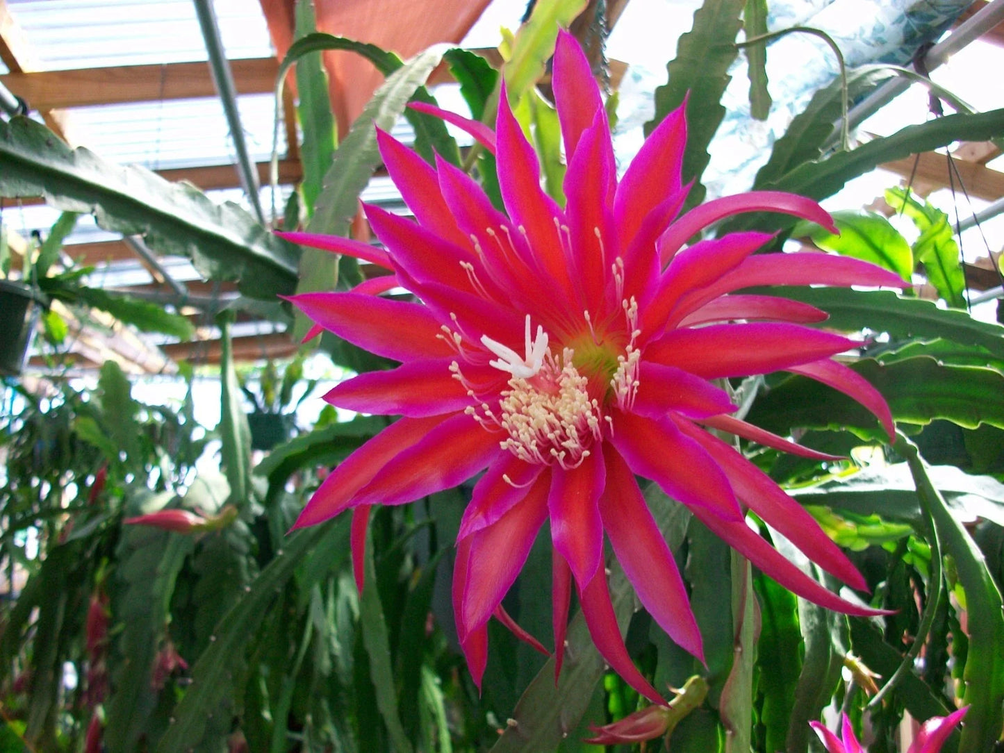 Epiphyllum Orchid Cactus Cutting - "Shimmer" Variety - Indoor Houseplant - Trailing Epiphyllum spp.