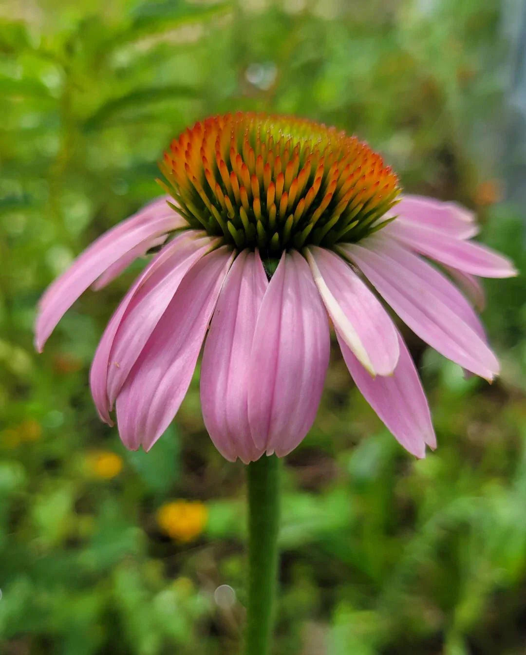 Purple Coneflower Seeds | 25 Count | Echinacea Purpurea | Florida Native Medicinal Plant
