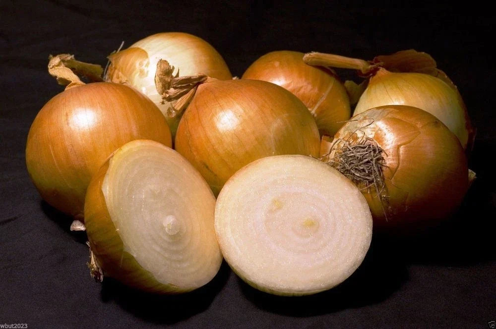 Onion Seeds Texas 1015Y Super Sweet Allium cepa Packet for Slicing & Gardening