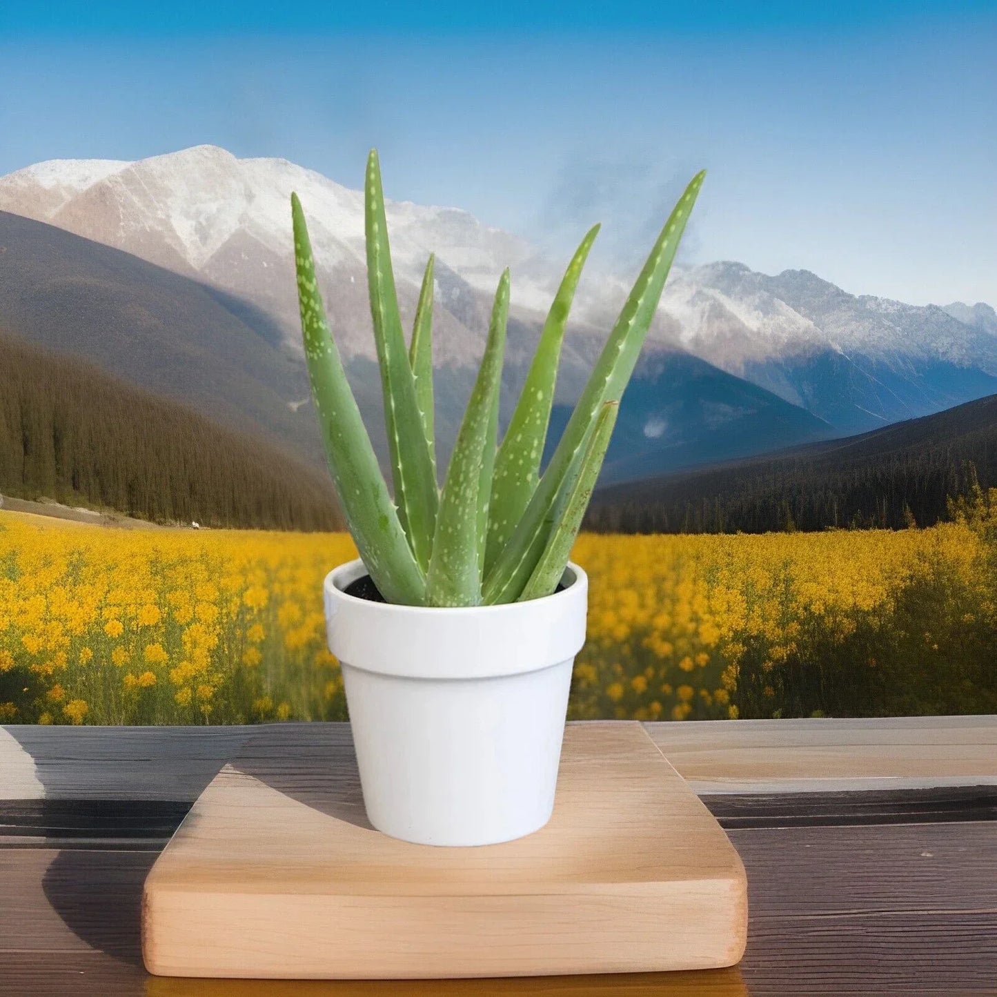 Fuji Aloe Vera Plants - 2 Ready to Plant Indoor/Outdoor Succulents - Aloe barbadensis miller