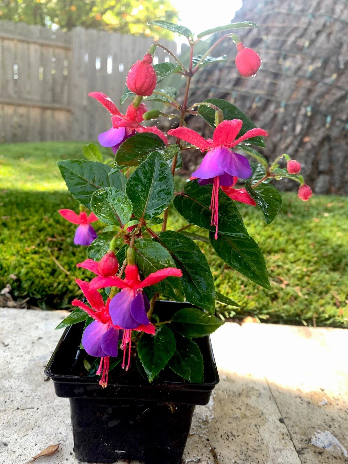 Blue Eyes Fuchsia Live Plant - 12-Inch Well-Rooted in 3-Inch Pot - Fuchsia magellanica