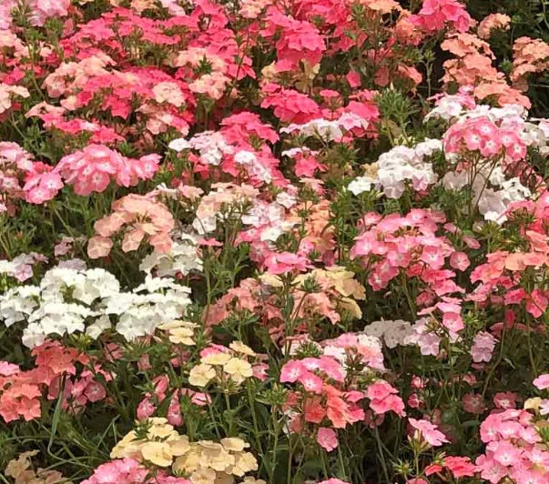 Phlox Seeds - 400 Non-GMO Heirloom Spring Blooms - Pastel Colors - Native USA - Vibrant Garden Flowers