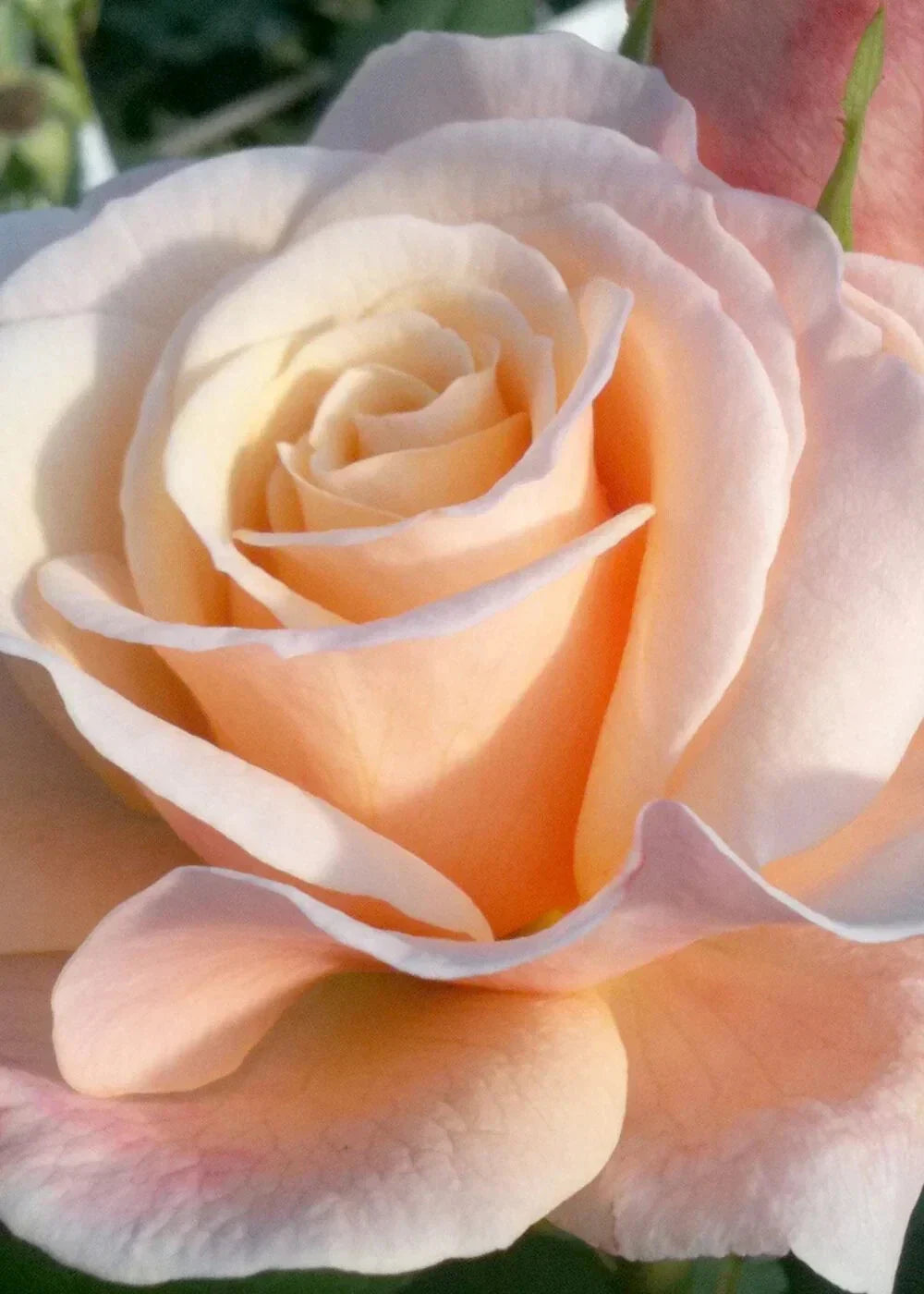 Oh Happy Day Hybrid Tea Rose Cuttings - 4 Live Cuttings with Large Blooms