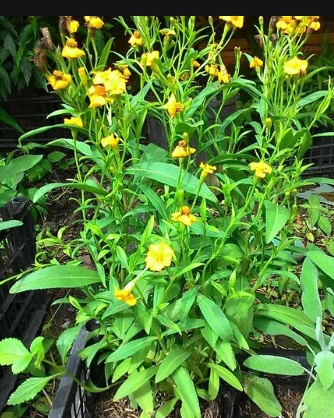 Organic French Tarragon Seeds - 200 Artemisia dracunculus Culinary Herb for Cooking & Gardening