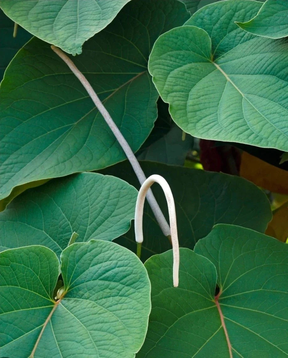 Mexican Pepperleaf Plant - Live Herb in 12-18 Inch Pot - Piper auritum with Root Beer Aroma for Culinary & Garden Use