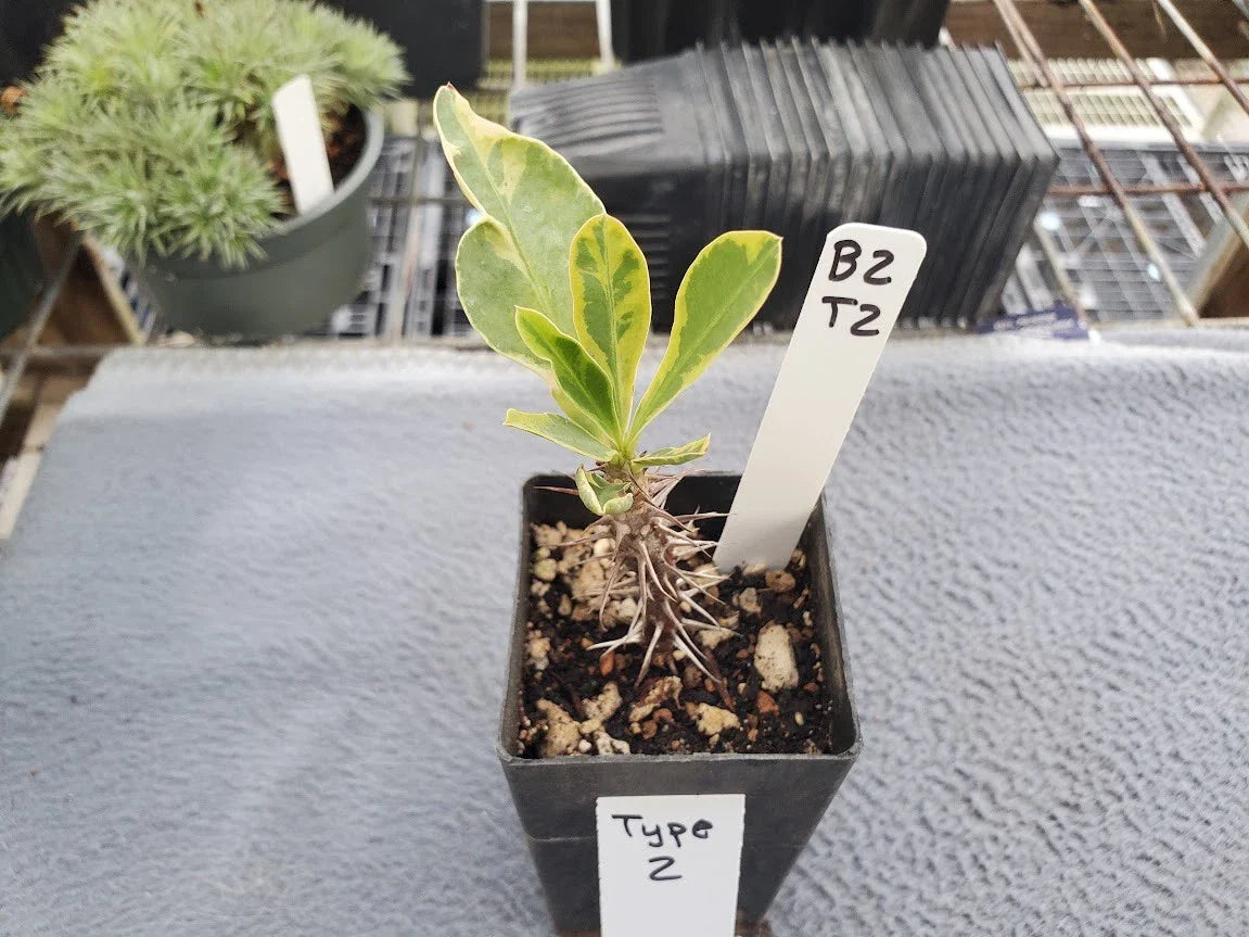 Variegated Euphorbia milii Crown of Thorns Plant - Indoor Outdoor Succulent in 4-Inch Pot