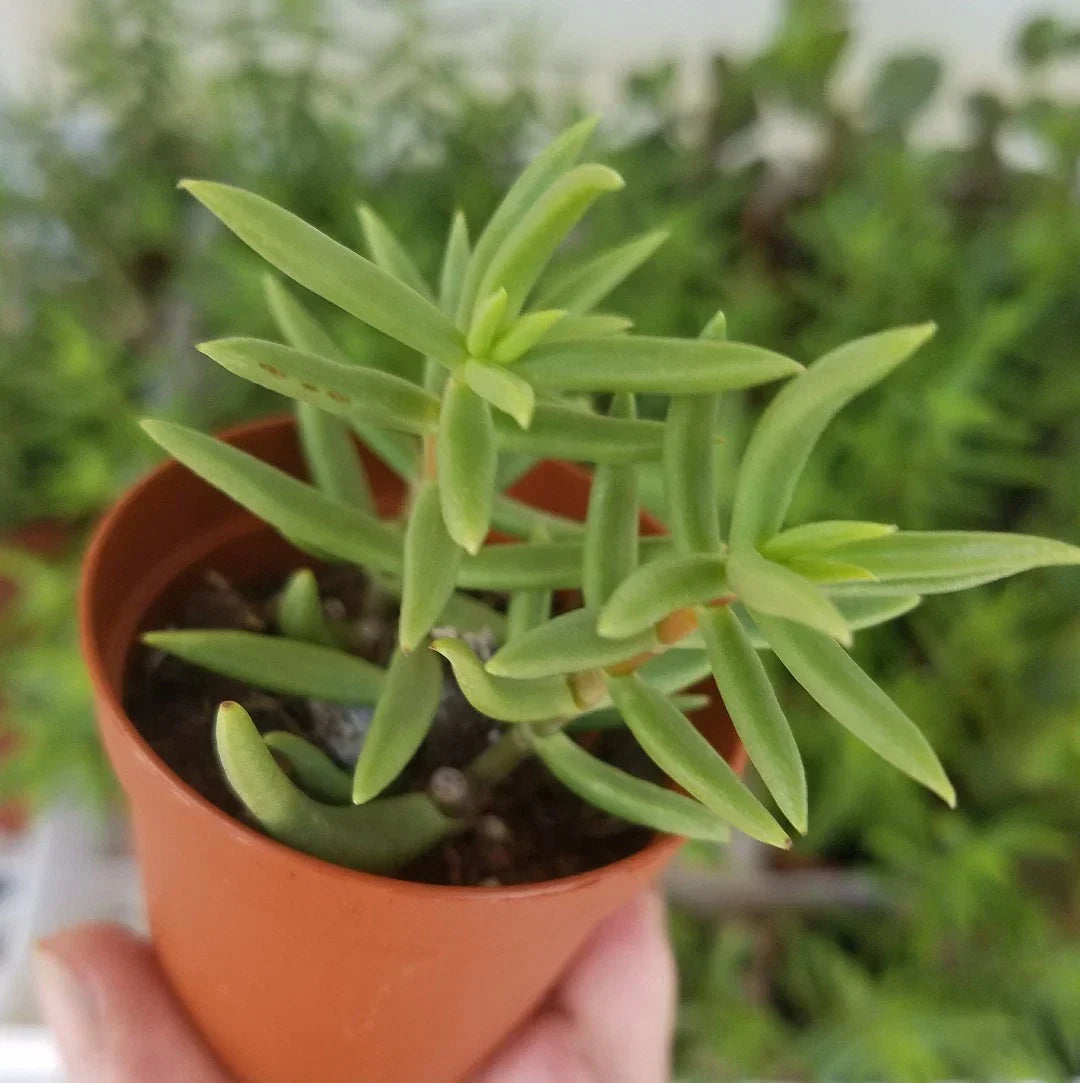 Miniature Pine Tree 2" Pot - Crassula Tetragona Live Rooted Succulent Plant
