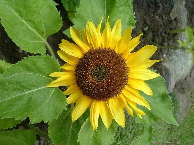 Sunflower Seeds - Big Smile Variety - Helianthus annuus - Fresh Planting Seeds for Garden, Cut Flowers, Pollinator Attracting