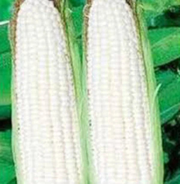 White Corn Seeds Stowell's Evergreen Heirloom 20+ Seeds Sweet Corn Zea mays