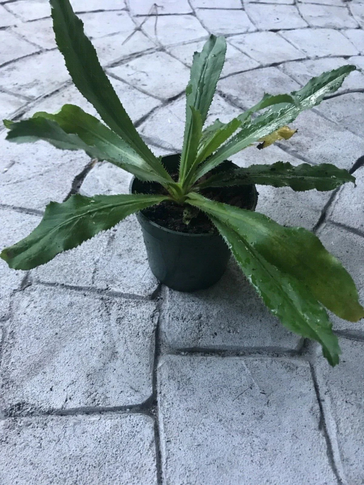 Live Culantro Plant in 4-Inch Pot | Eryngium Foetidum Herb for Indoor & Outdoor Gardens