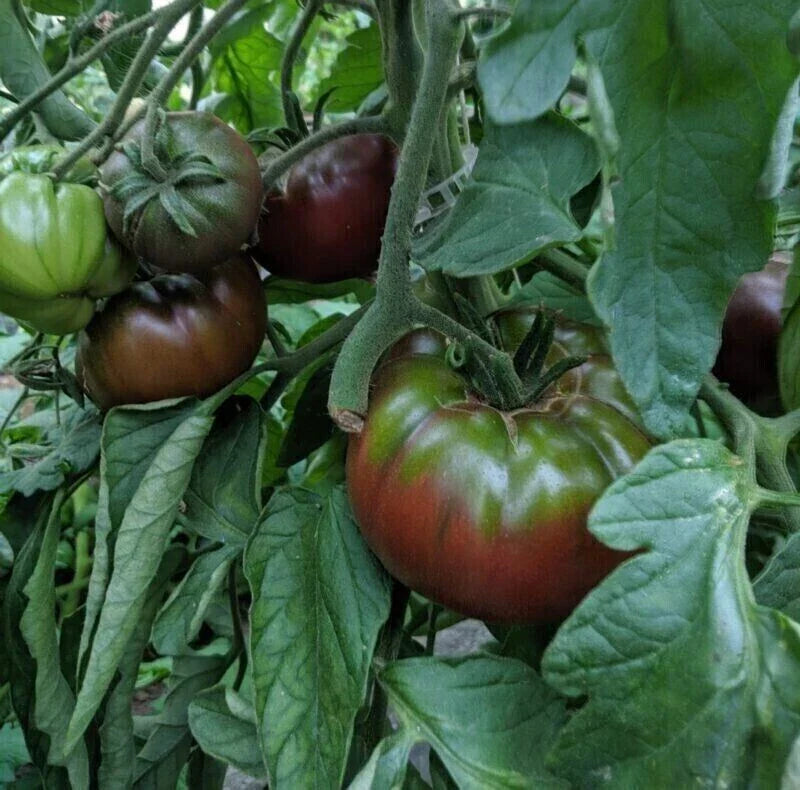 Russian Black Krim Tomato Seeds - 10+ Non-GMO Organic Heirloom Seeds for Home Gardening