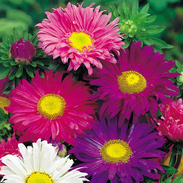 Aster Seeds - 200+ Single China Mix - Colorful Aster spp. Flowers - USA Seller